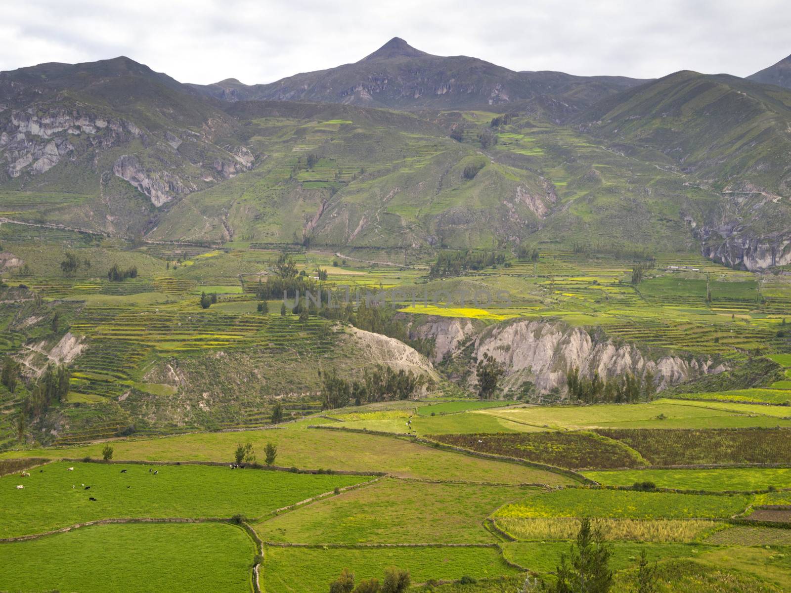 Partial view of the Colca Canyon, Arequipa region, Peru.