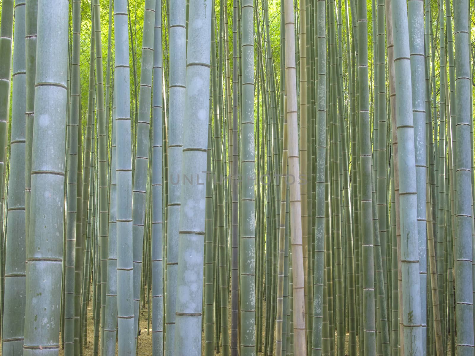 Bamboo forest in Arashiyama, Kyoto, Japan