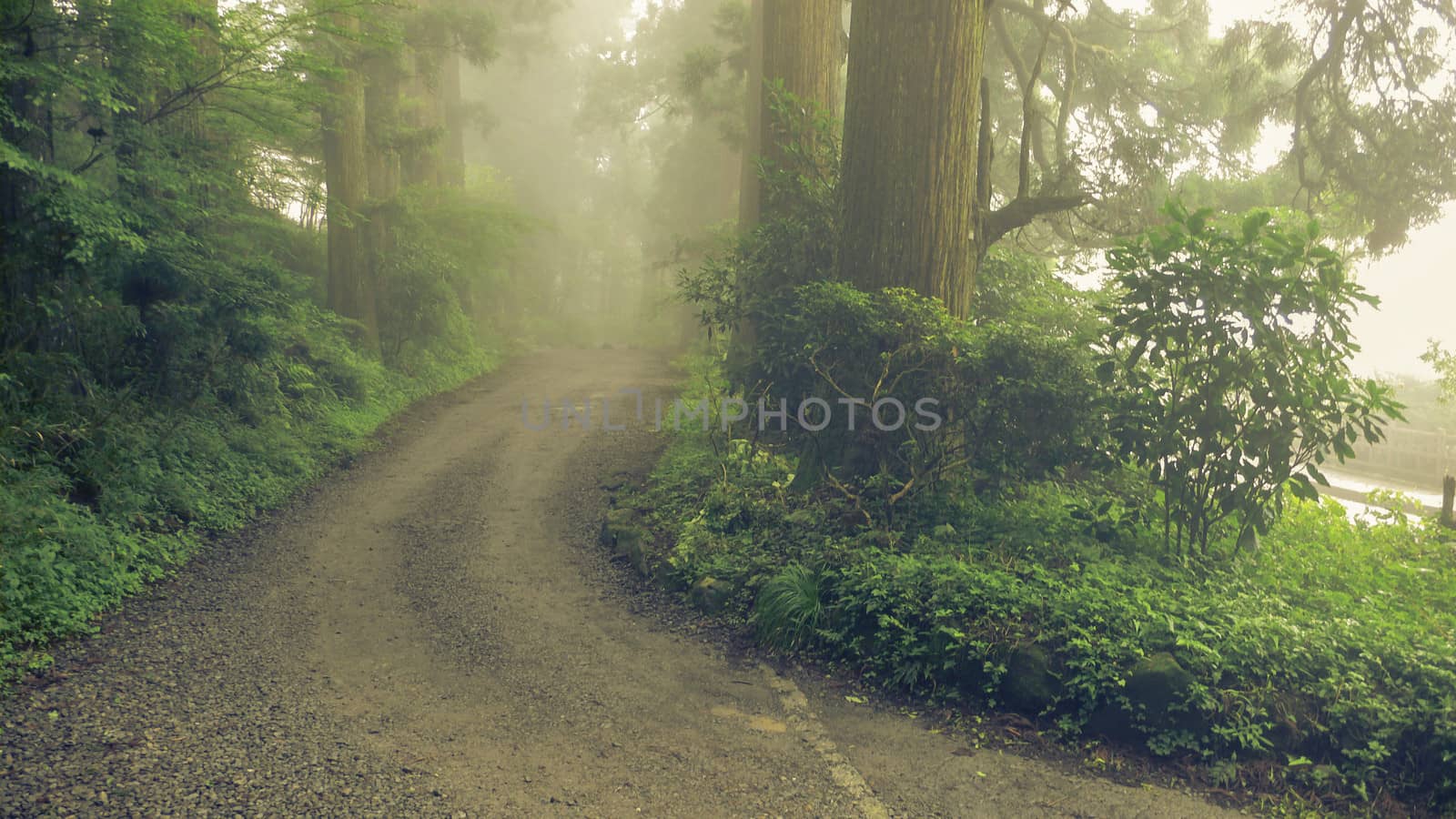 misty way in Japanese cedar forest