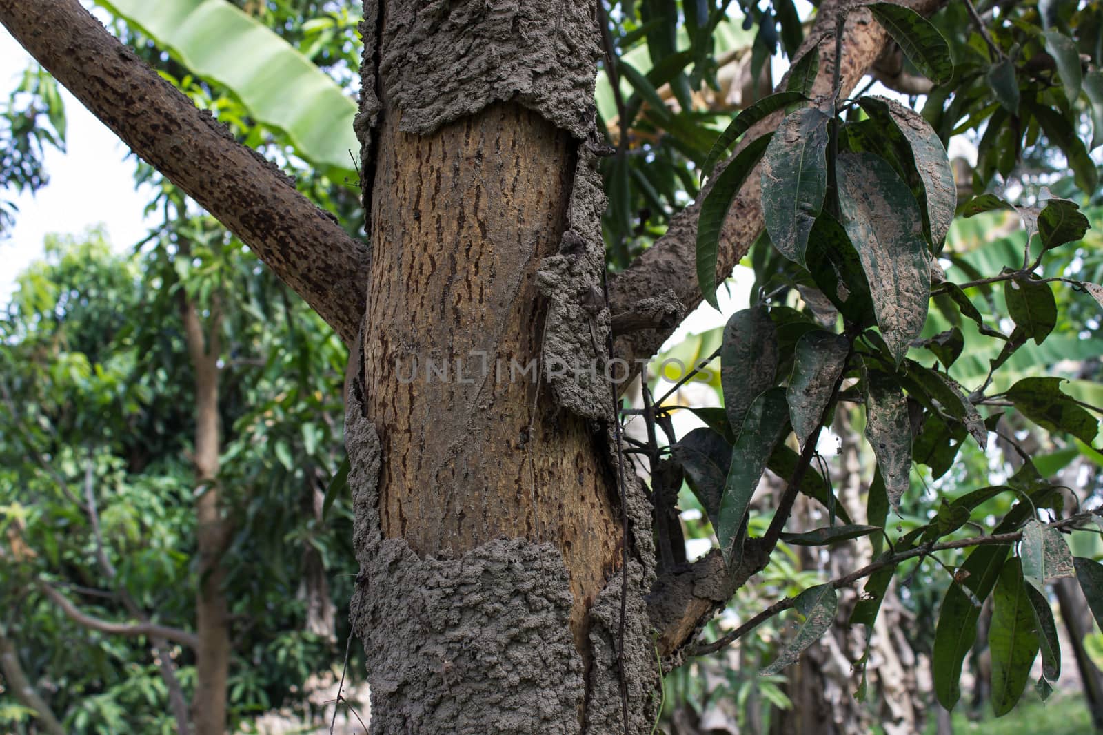 Termite nest nestled in a mango tree in nature, Thailand