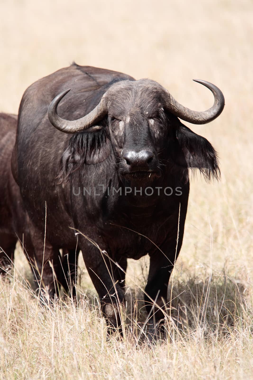 African or cape Buffalo Syncerus caffer in the beautiful reserve of masai mara in kenya africa