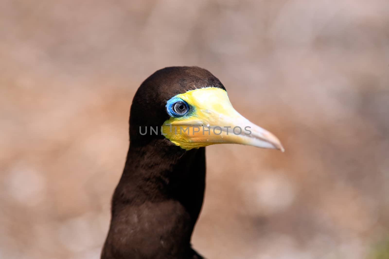 Brown Booby by PIXSTILL