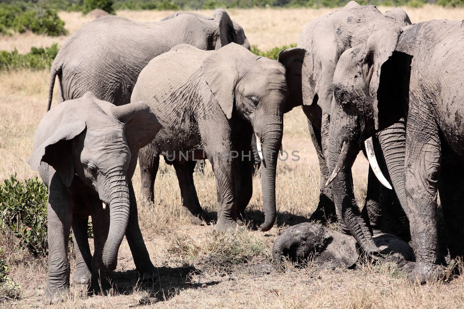 bunch of elephants playing with mud to protect them from heat and sun ,Elephantidae, in the bush of the masai reserve in kenya africa