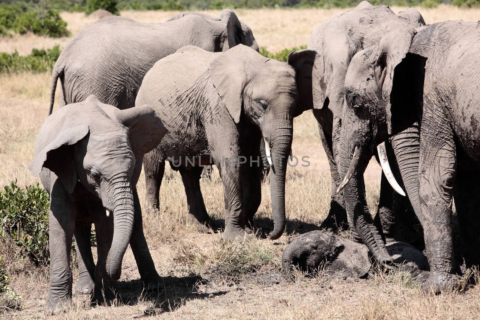 bunch of elephants by PIXSTILL