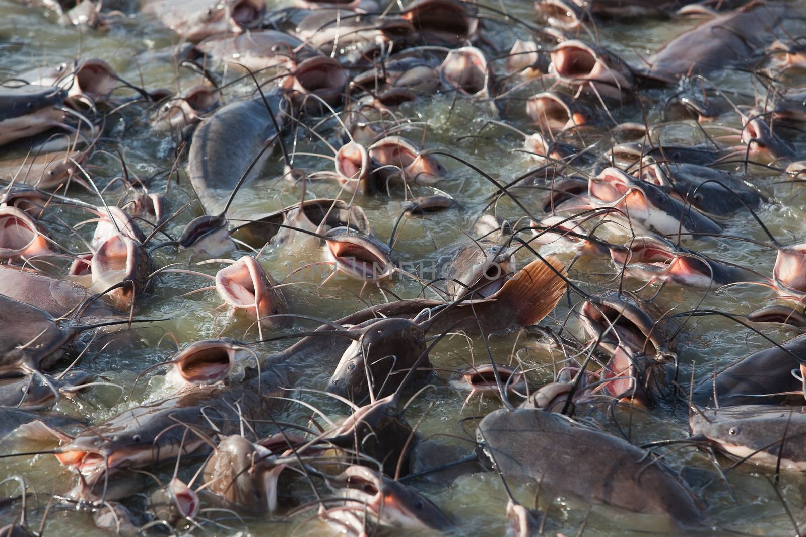 catfish in Gad sagar tank by PIXSTILL