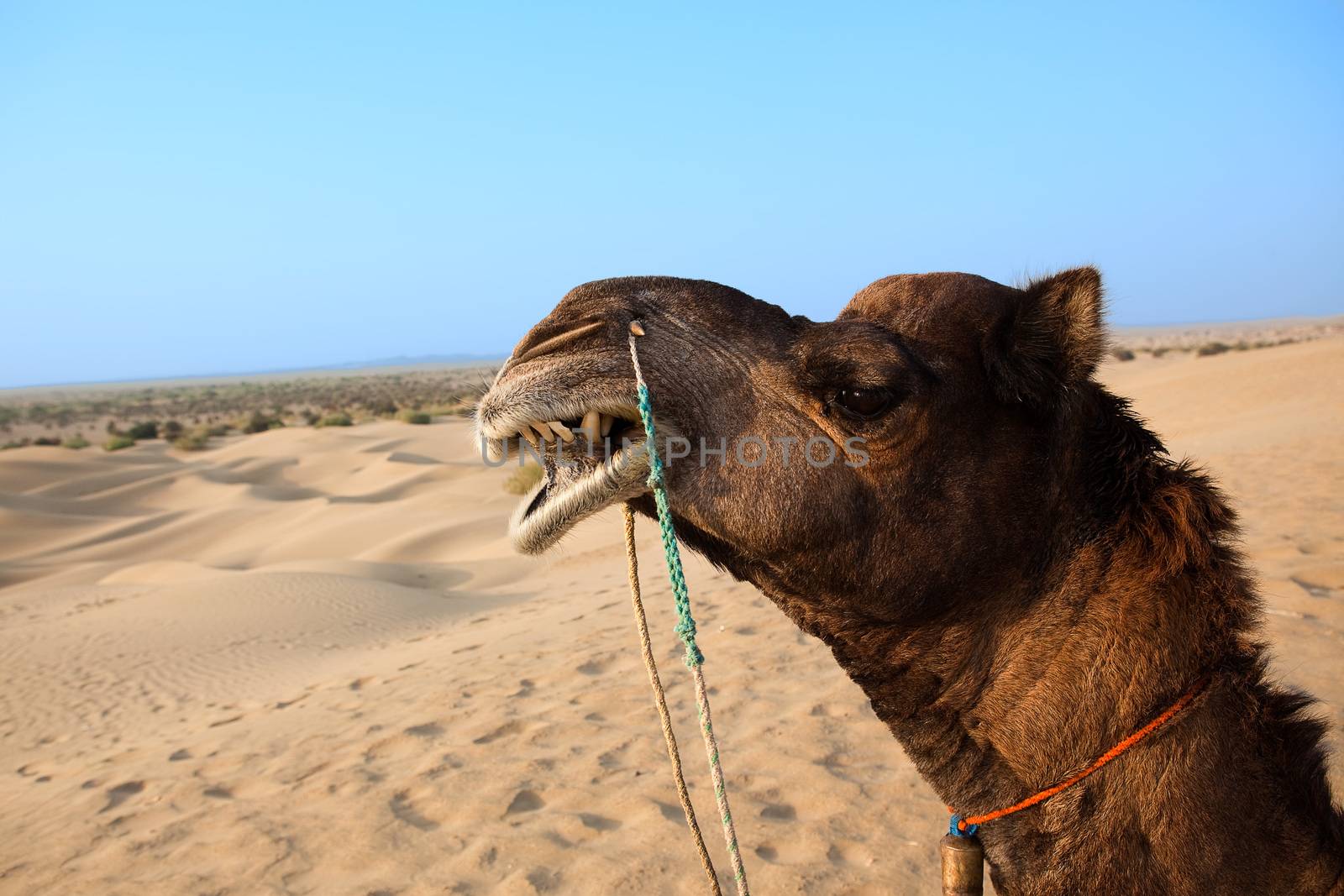 camel sitting khuri dunes in thar desert near jaisalmer in rajasthan state in india