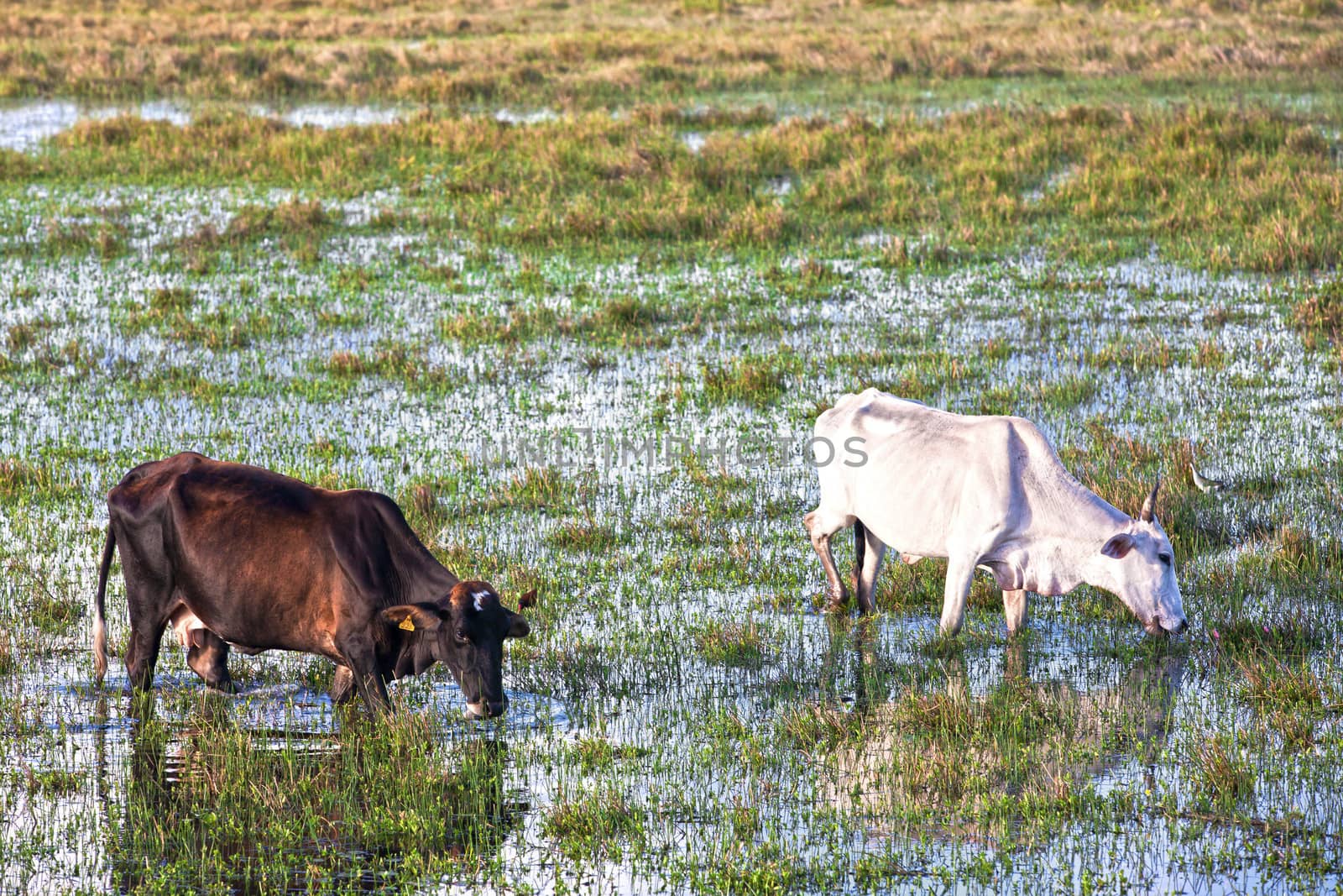 cows grazing in bahia by PIXSTILL