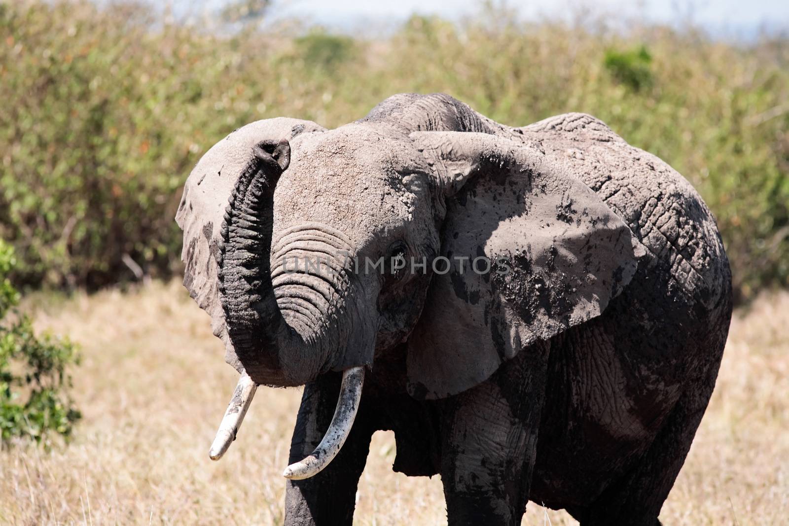 male African elephant ,Elephantidae, in the bush of the masai reserve in kenya africa