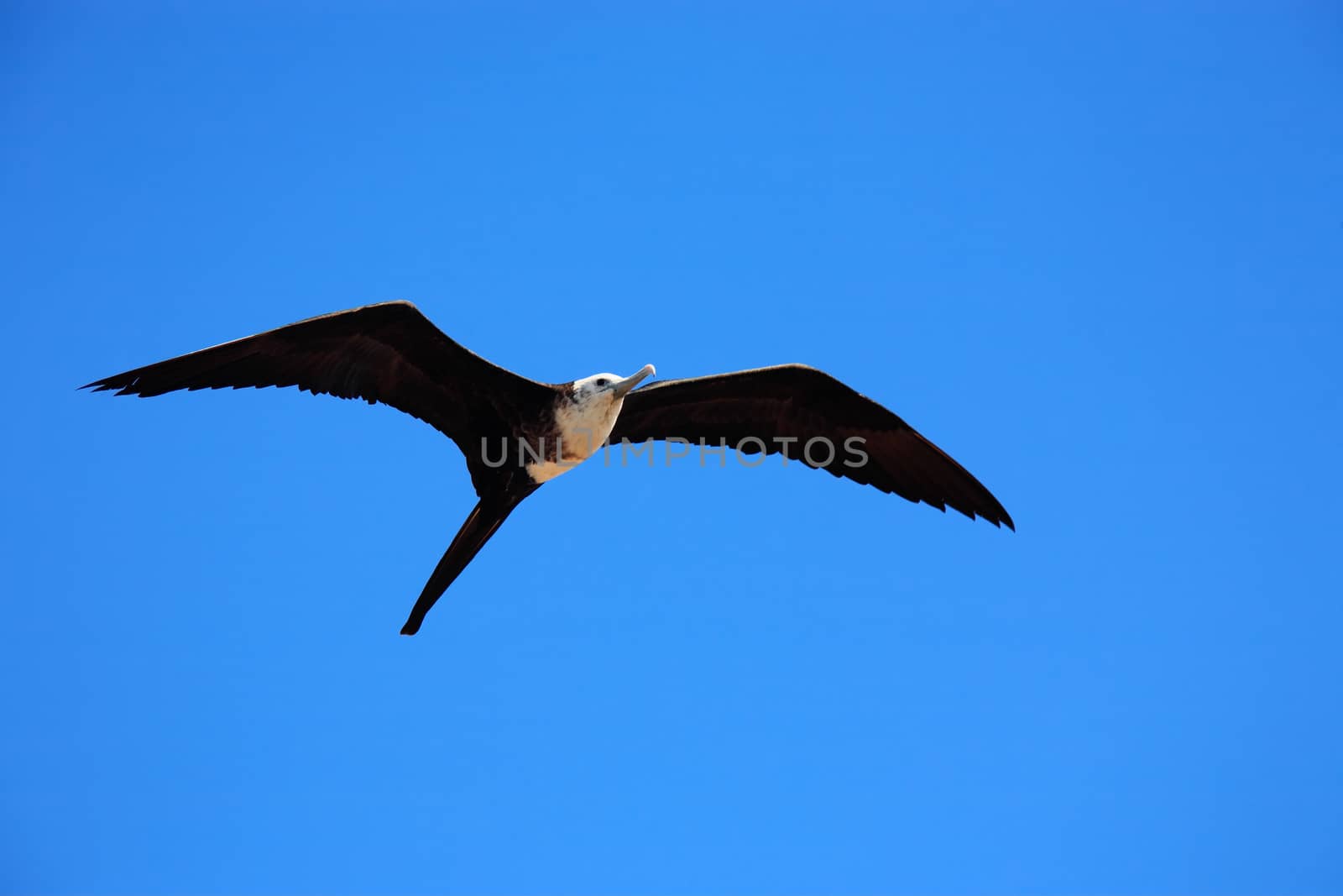 Frigatebird flying on the blue sky of the Abrolhos island bahia state brazil