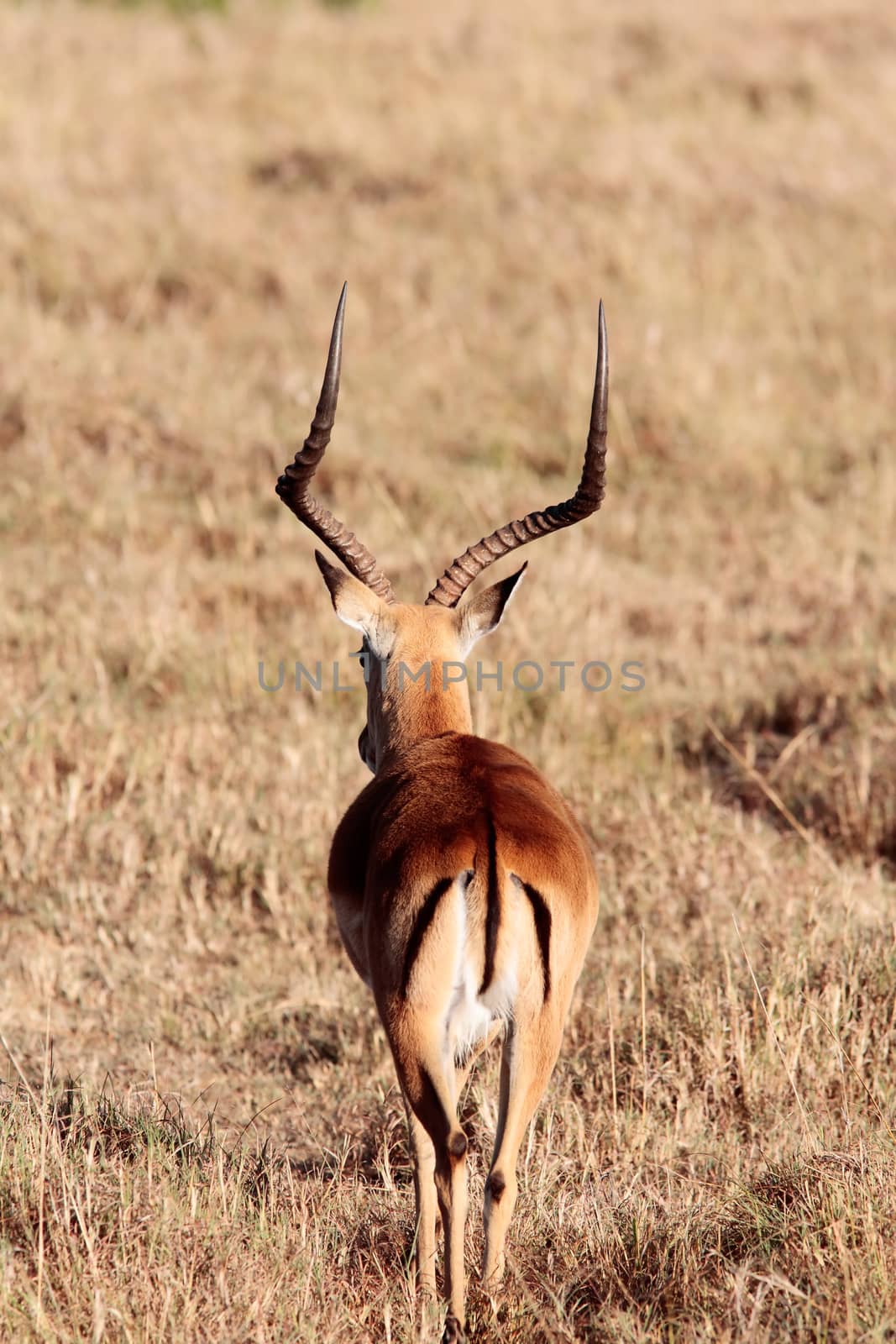 Impala Aepyceros melampus grazing in the beautiful reserve of masai mara in kenya africa