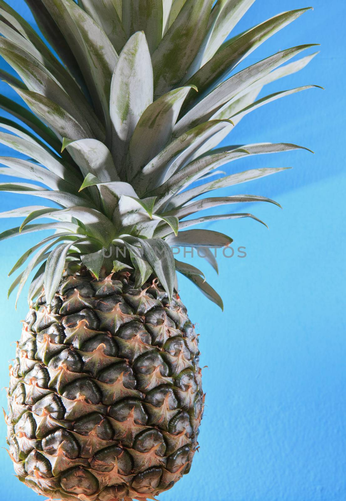 pineapple on blue background for multipurpose