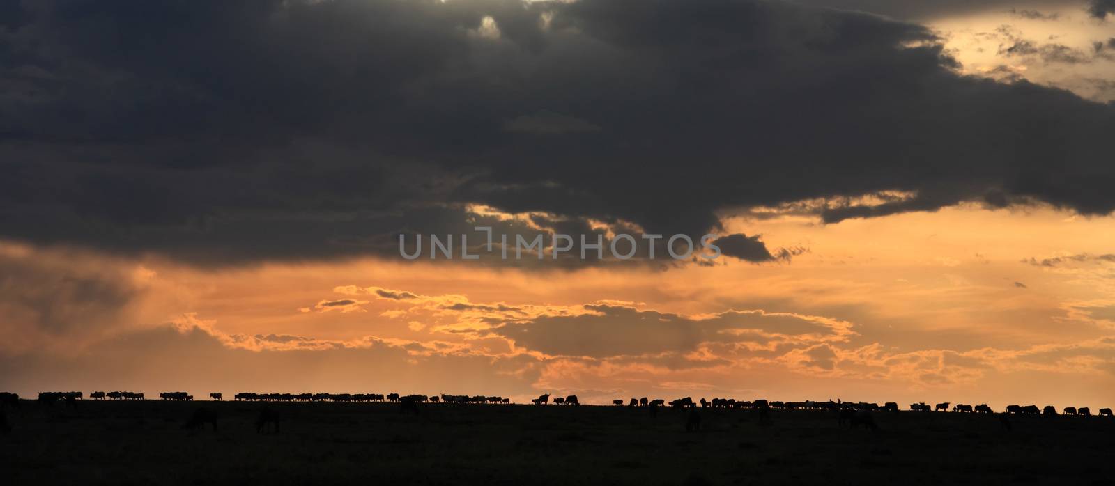 in the beautiful plains of the masai reserve in kenya africa