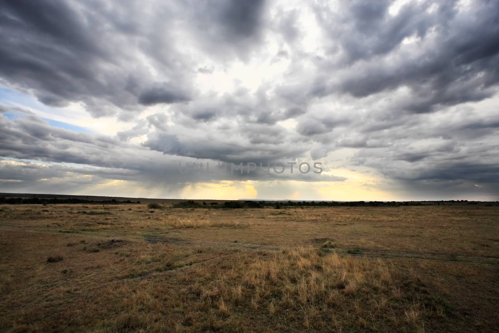 in the beautiful plains of the masai reserve in kenya africa