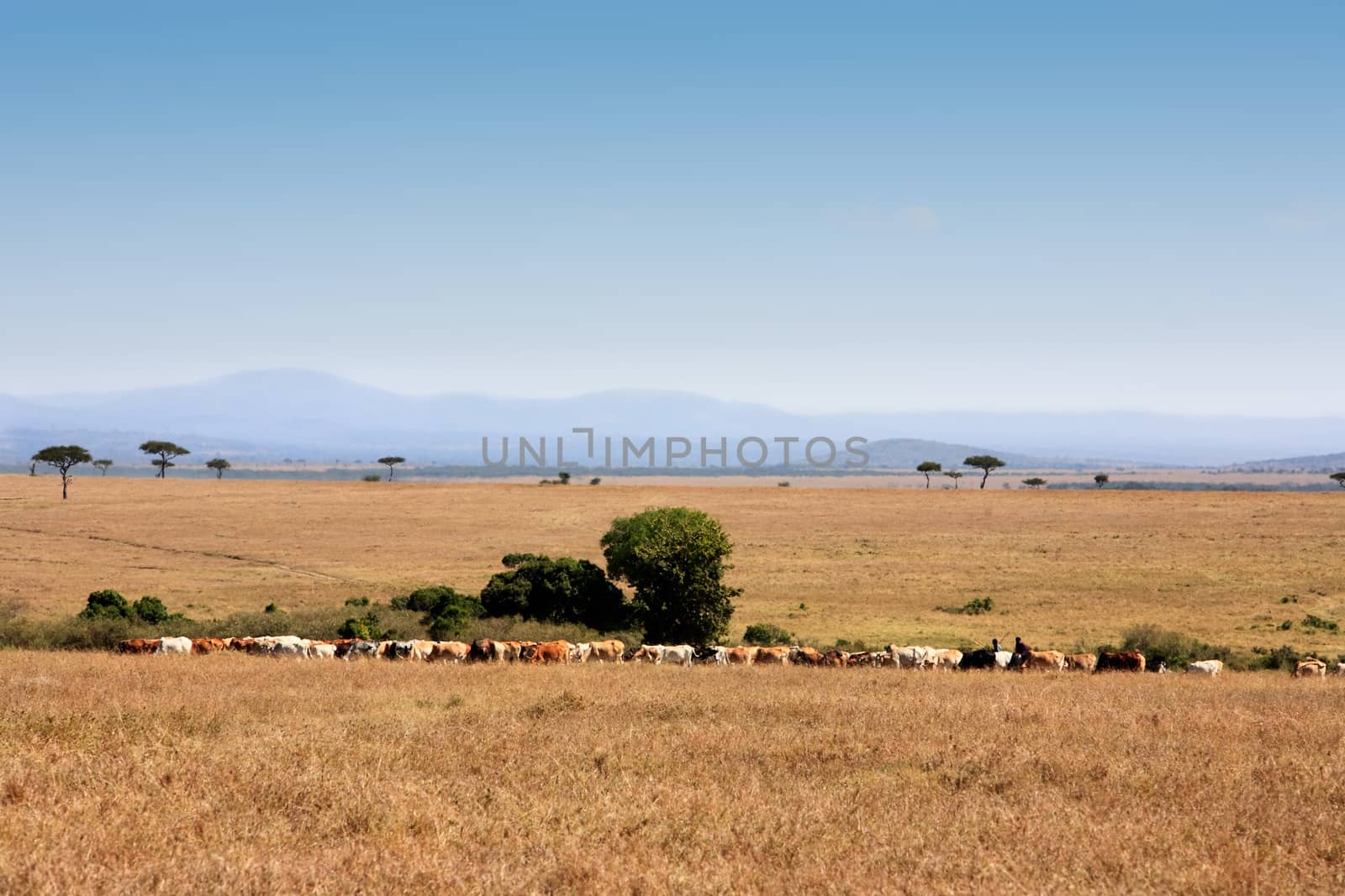 in the beautiful plains of the masai reserve in kenya africa