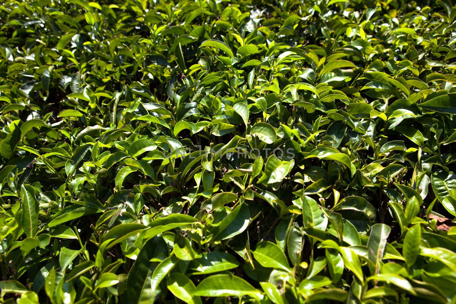 Nelliyampaty Hills Tea Fields in mumnar Kerala state india