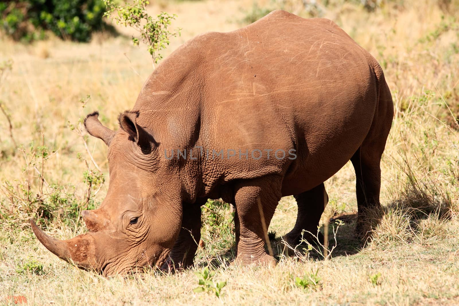 White Rhinoceros in the  Masai Marra reserve in Kenya Africa
