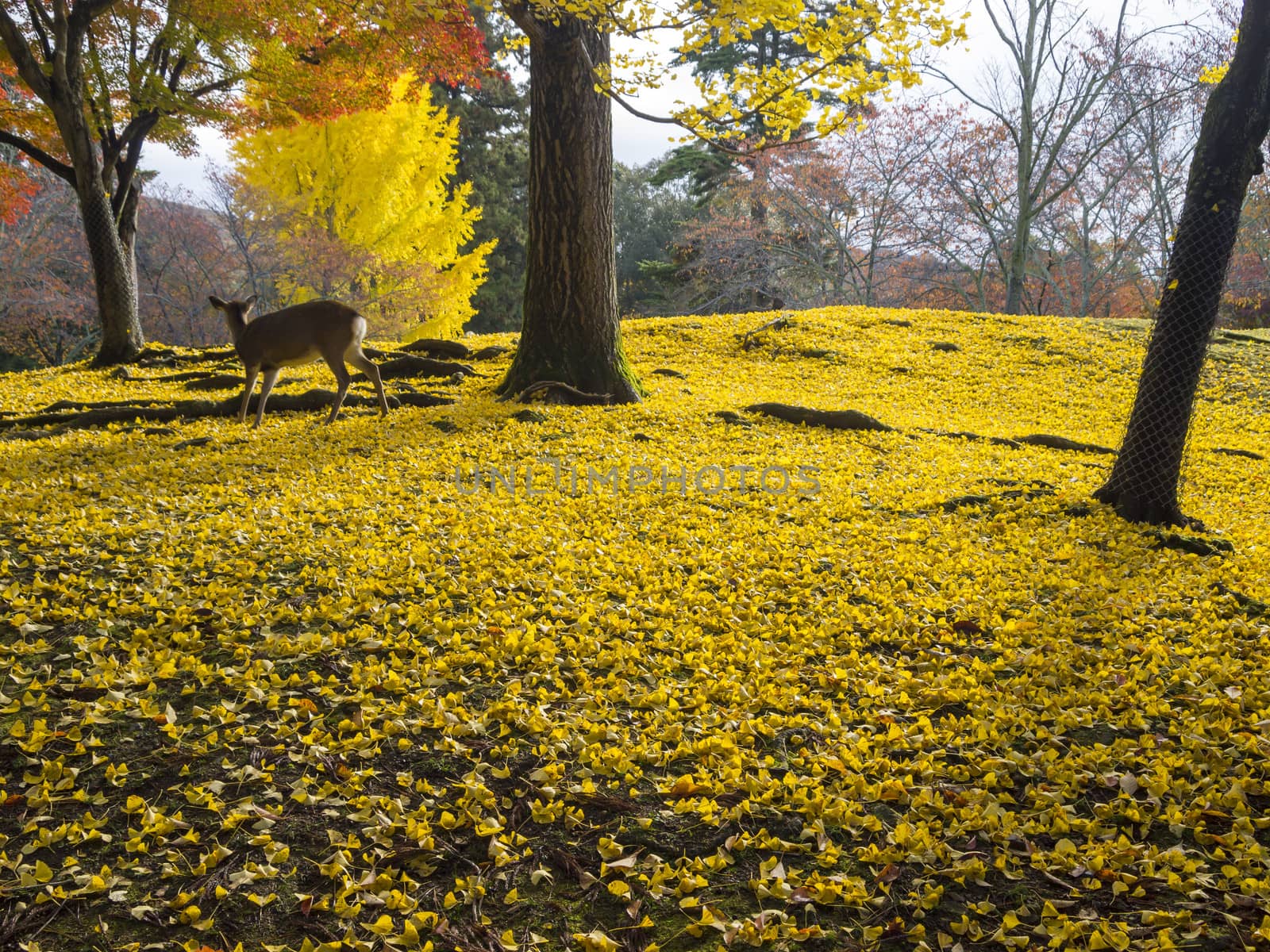 A deer in Nara city, Japan seek for food on the ground that covered with Ginkgo leaves in autumn