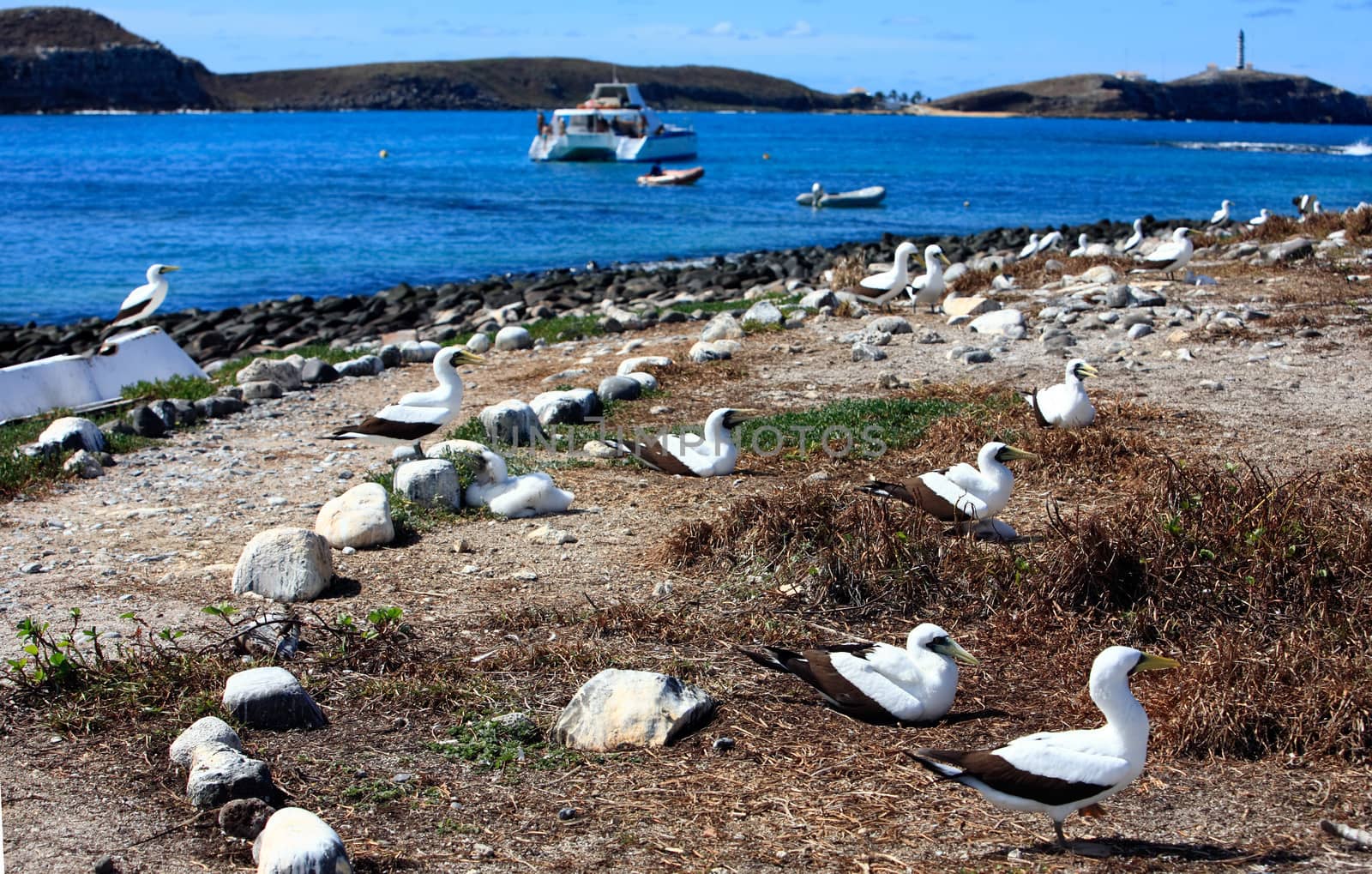 white booby Sula leucogaster is a large seabird of the gannet family of the Abrolhos island bahia state brazil