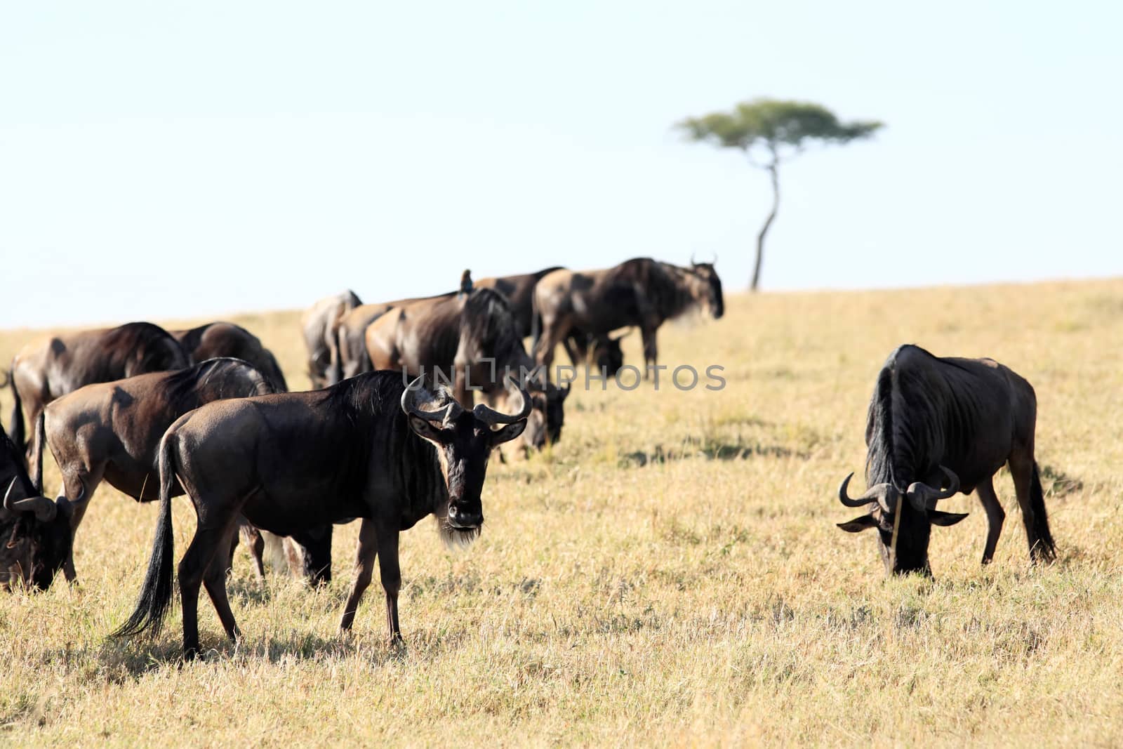 Wildebeest grazing  in the beautiful reserve of masai mara in kenya africa