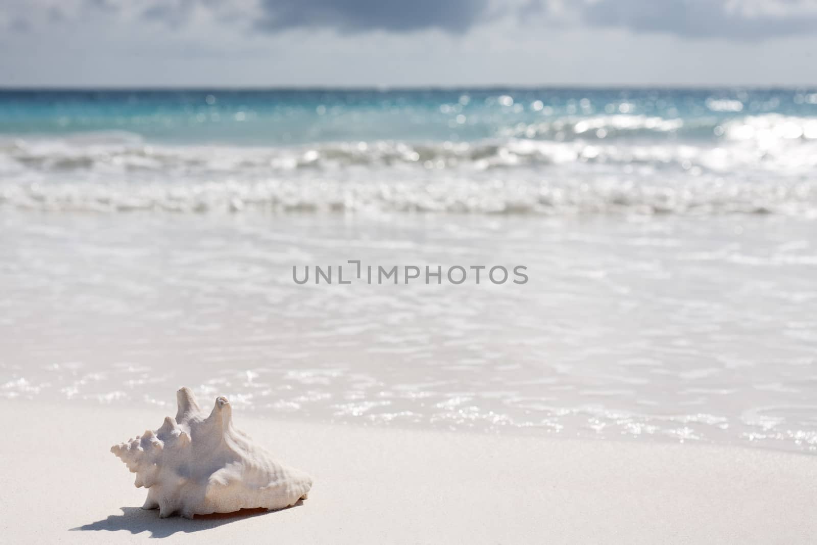 beautiful  beach of tulum  yucatan mexico with a shell  the foreground