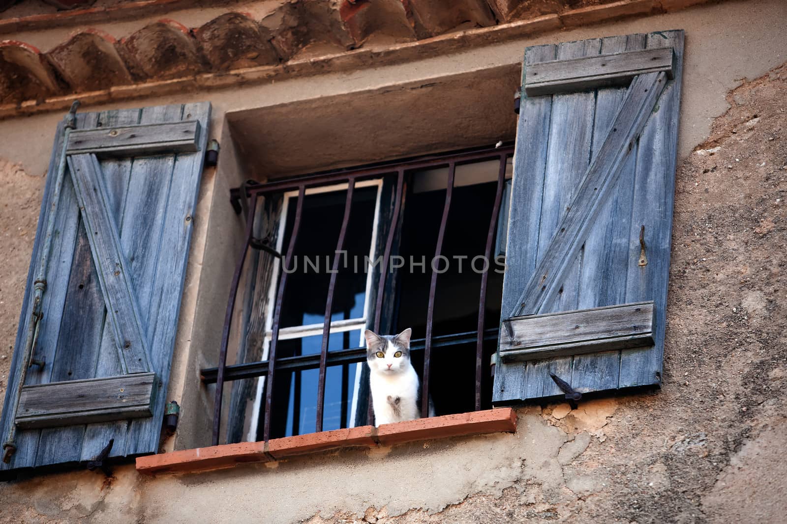 cat at the window of the typical south east of france old stone village of ramatuelle near saint tropez on the french riviera