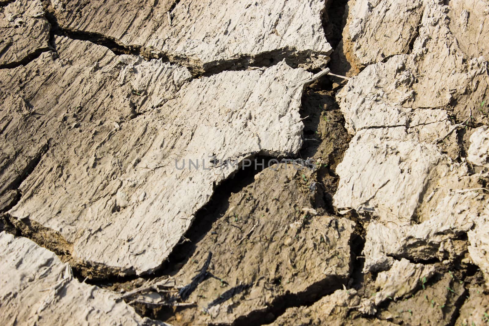 Desert  land with dry after harvest by photo2life