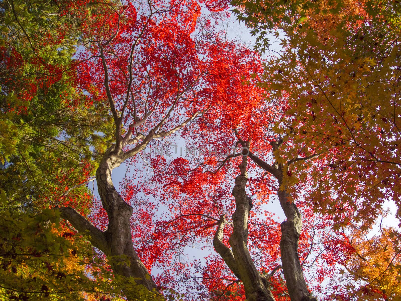 Colorful of japanese maple leaves in autumn