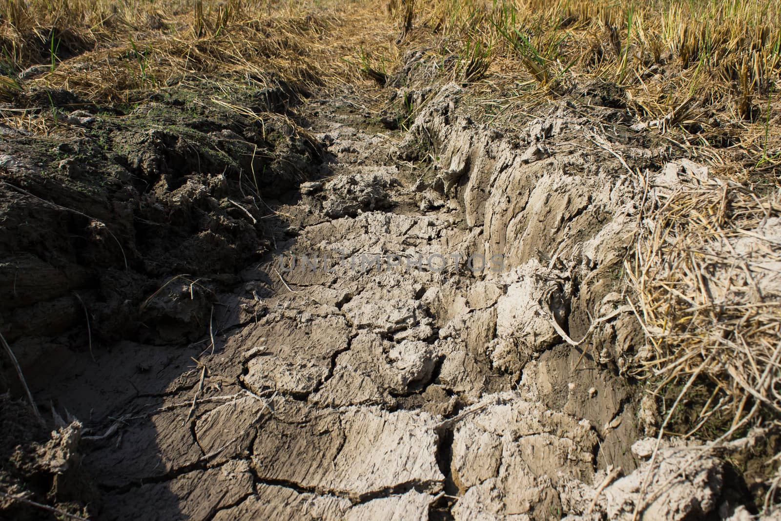 Desert  land with dry after harvest by photo2life