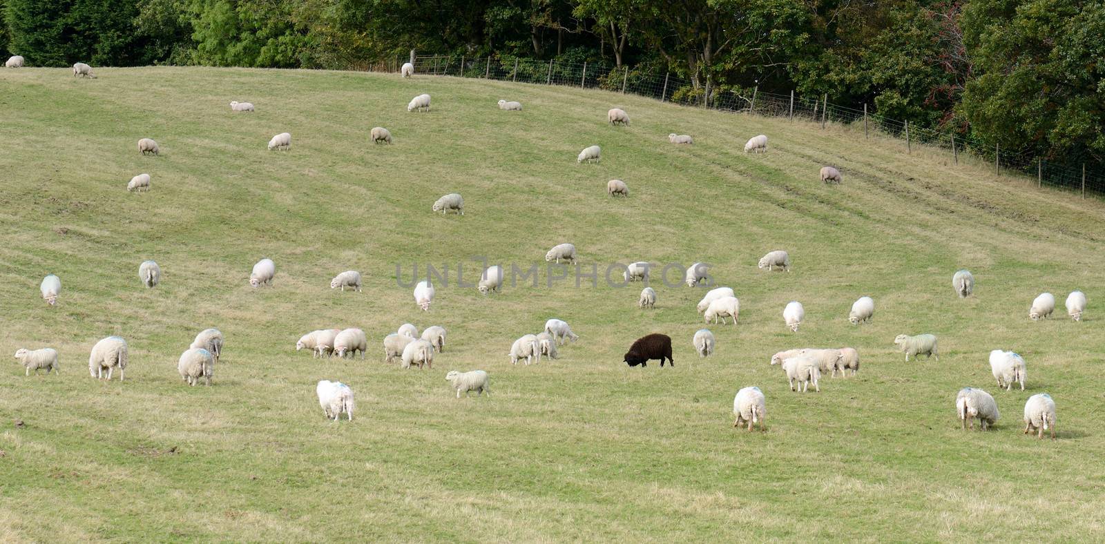 One black sheep by hyrons