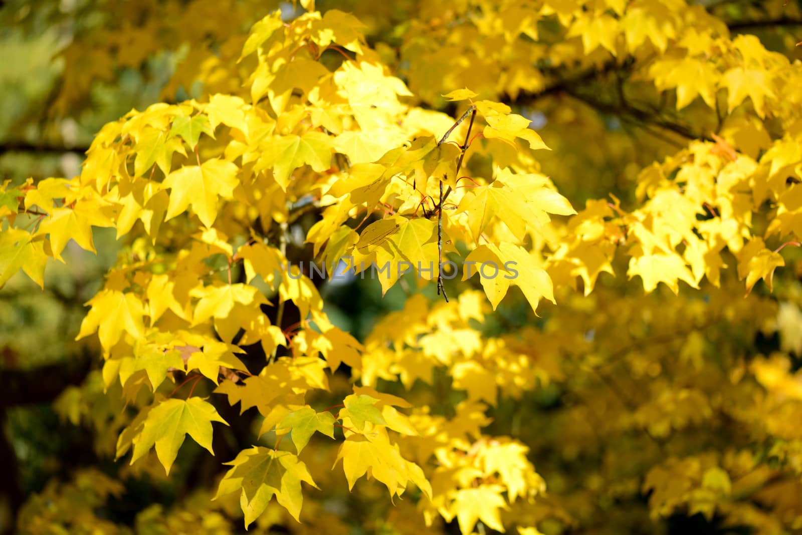 colorful Autum leafs on a crisp sunny day 