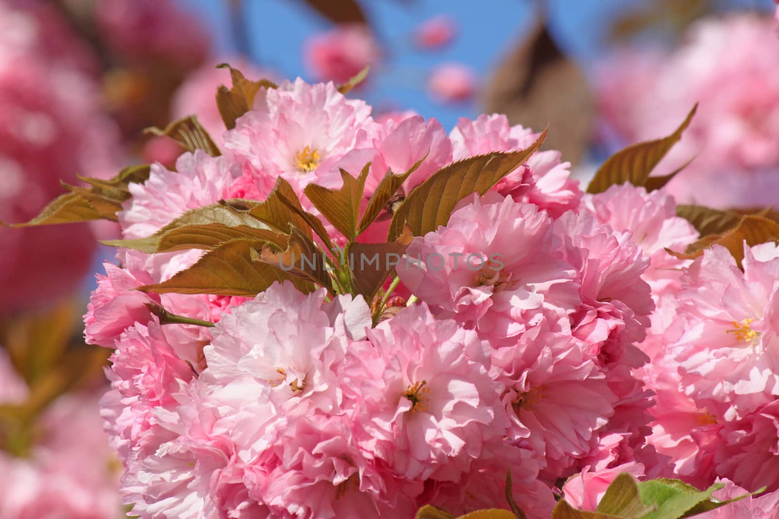 blossoming cherry tree at spring