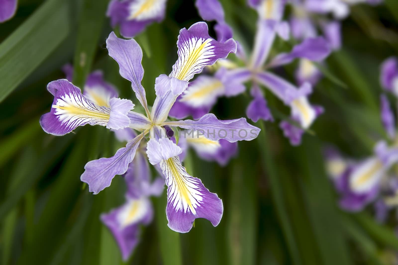 Oregon Iris Flowers Blooming in Spring Season Closeup Macro
