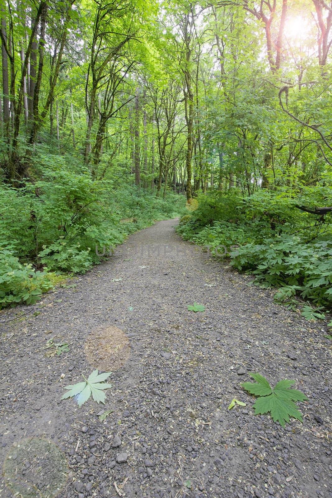 Hiking Trail in Oregon Forest with Sun Flare