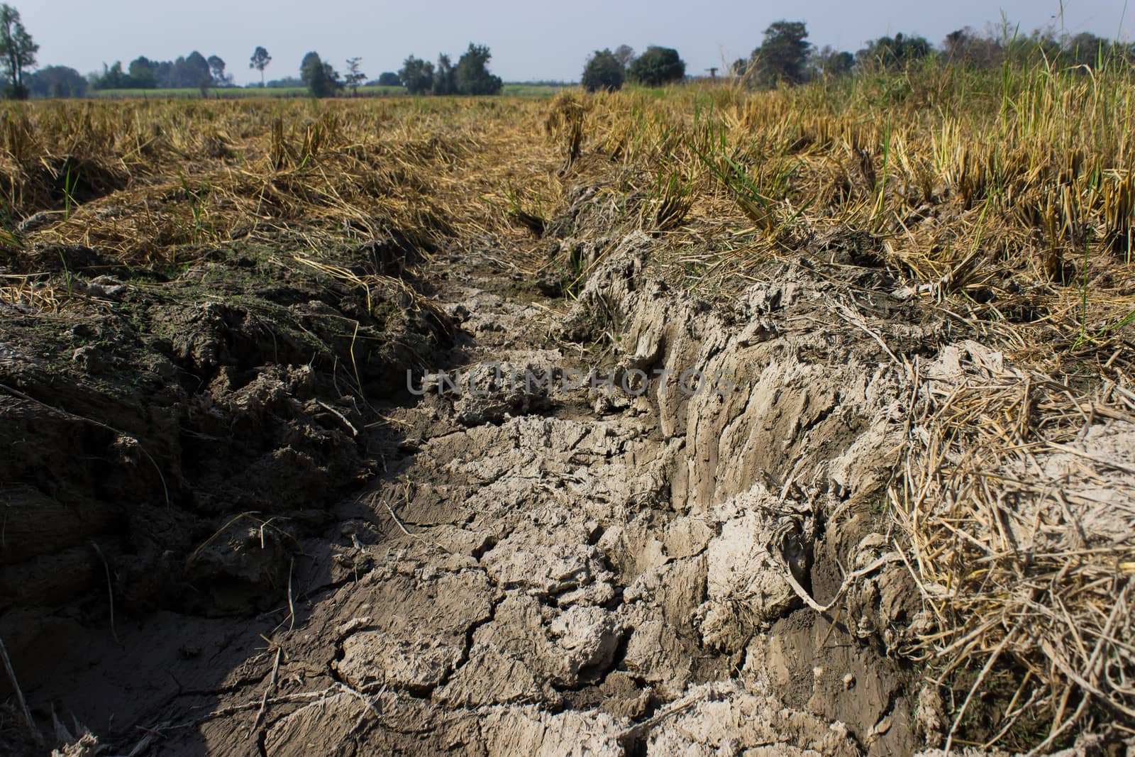 Desert  land with dry after harvest location in Thailand.