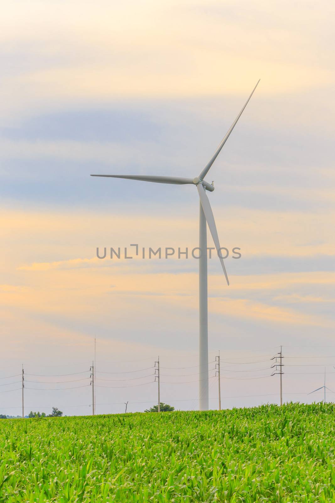 Wind Turbine Generator in the corn field before sunset.