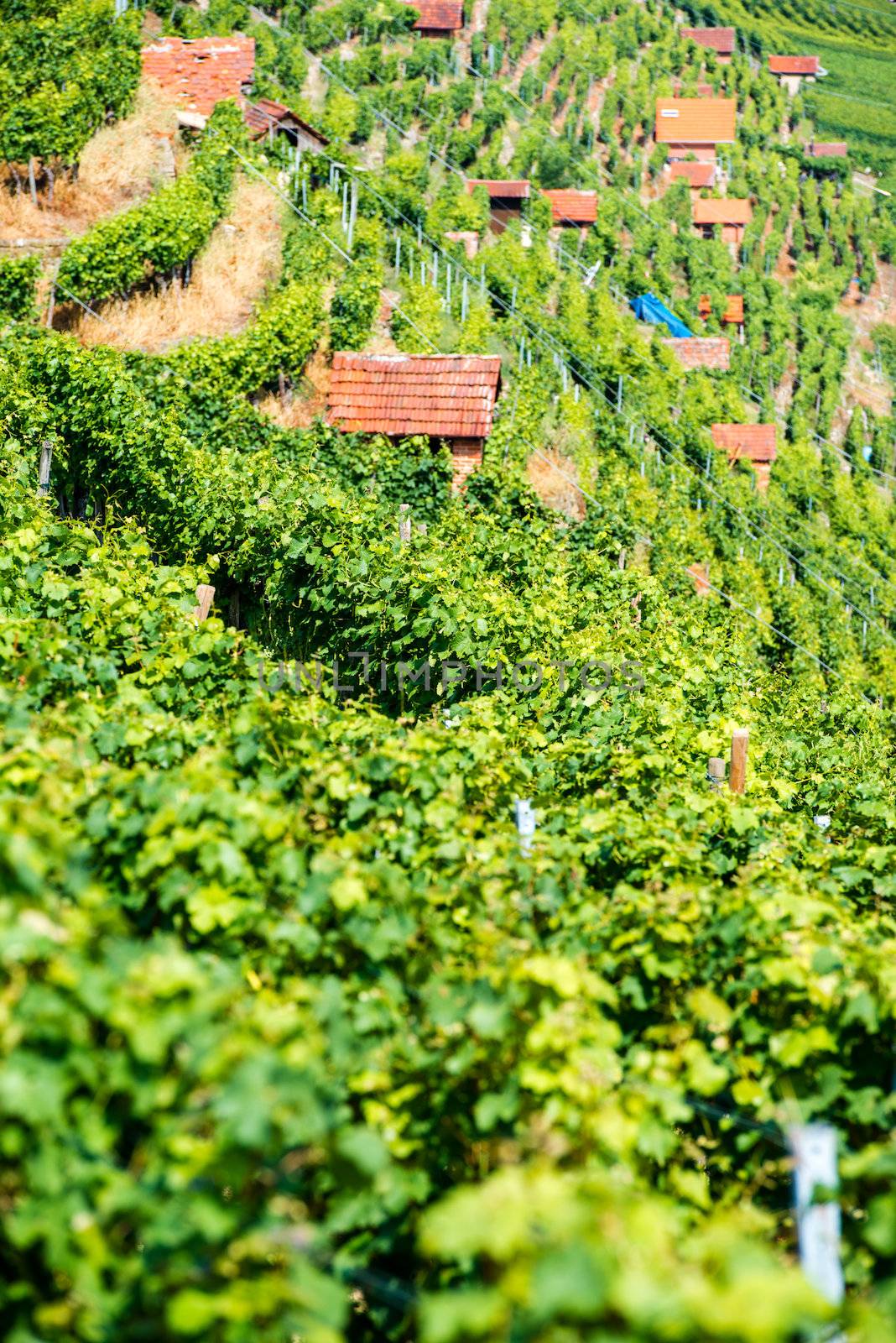 Huts in the steep vineyards of the Bad Cannstatt wine region in Stuttgart, Germany