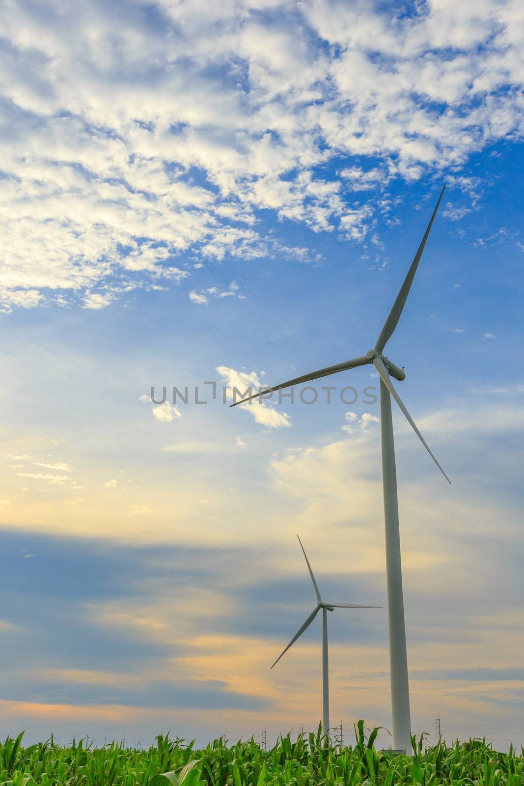 A pair of Wind Turbine Generators in the corn field before sunset.