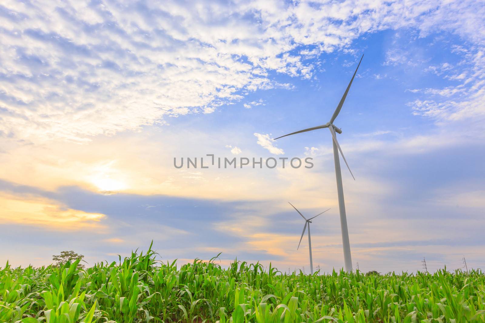 A pair of Wind Turbine Generators in the corn field before sunset.