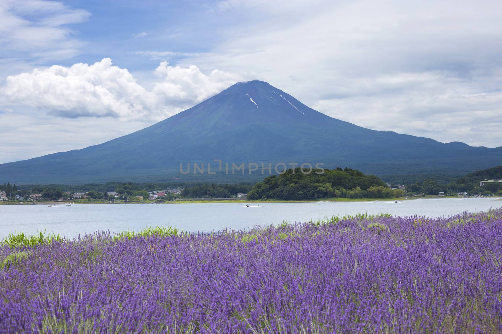 Lavender field on the bank of lake Kawaguchi with Mt. Fuji as background