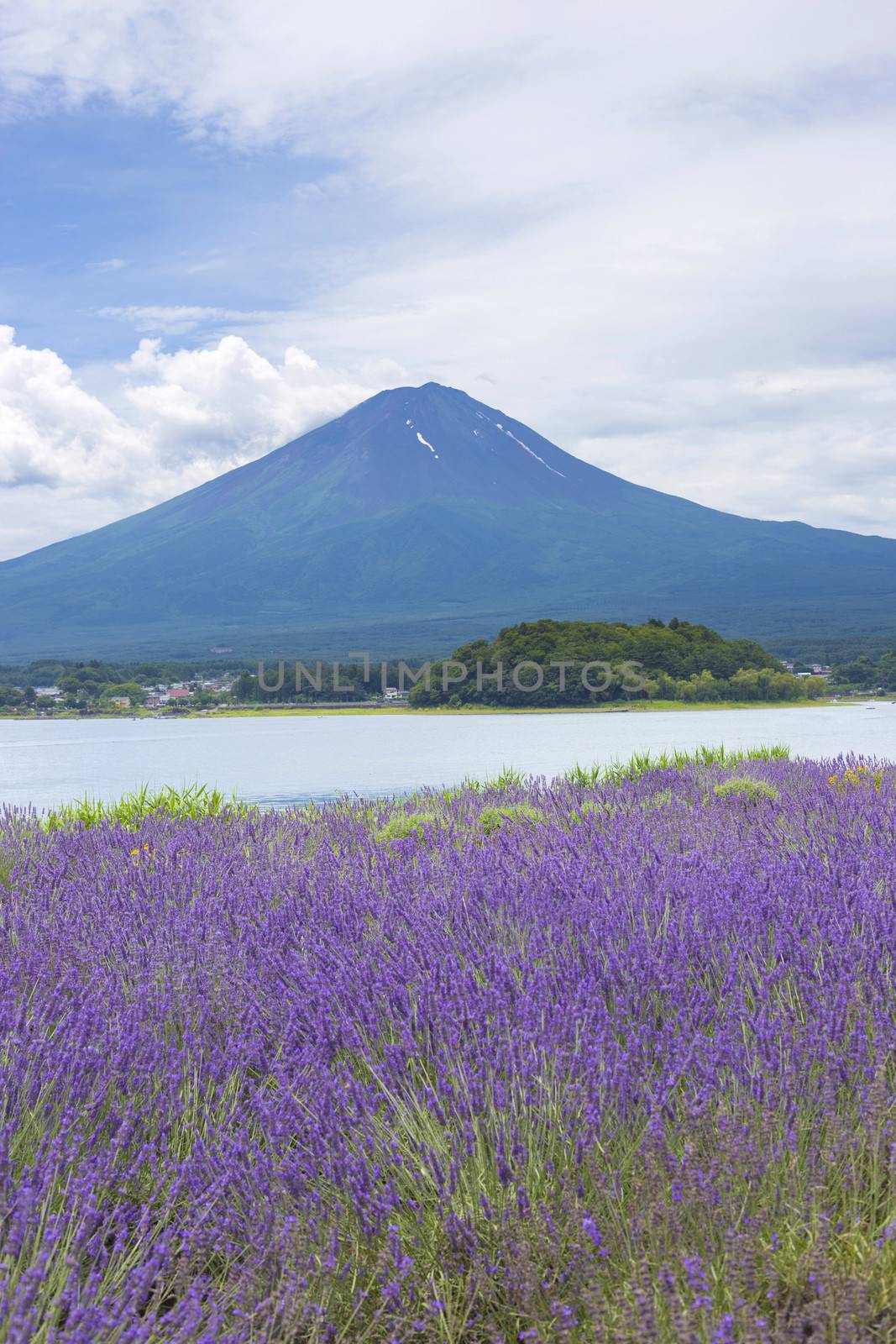 Lavender field on the bank of lake Kawaguchi with Mt. Fuji as background