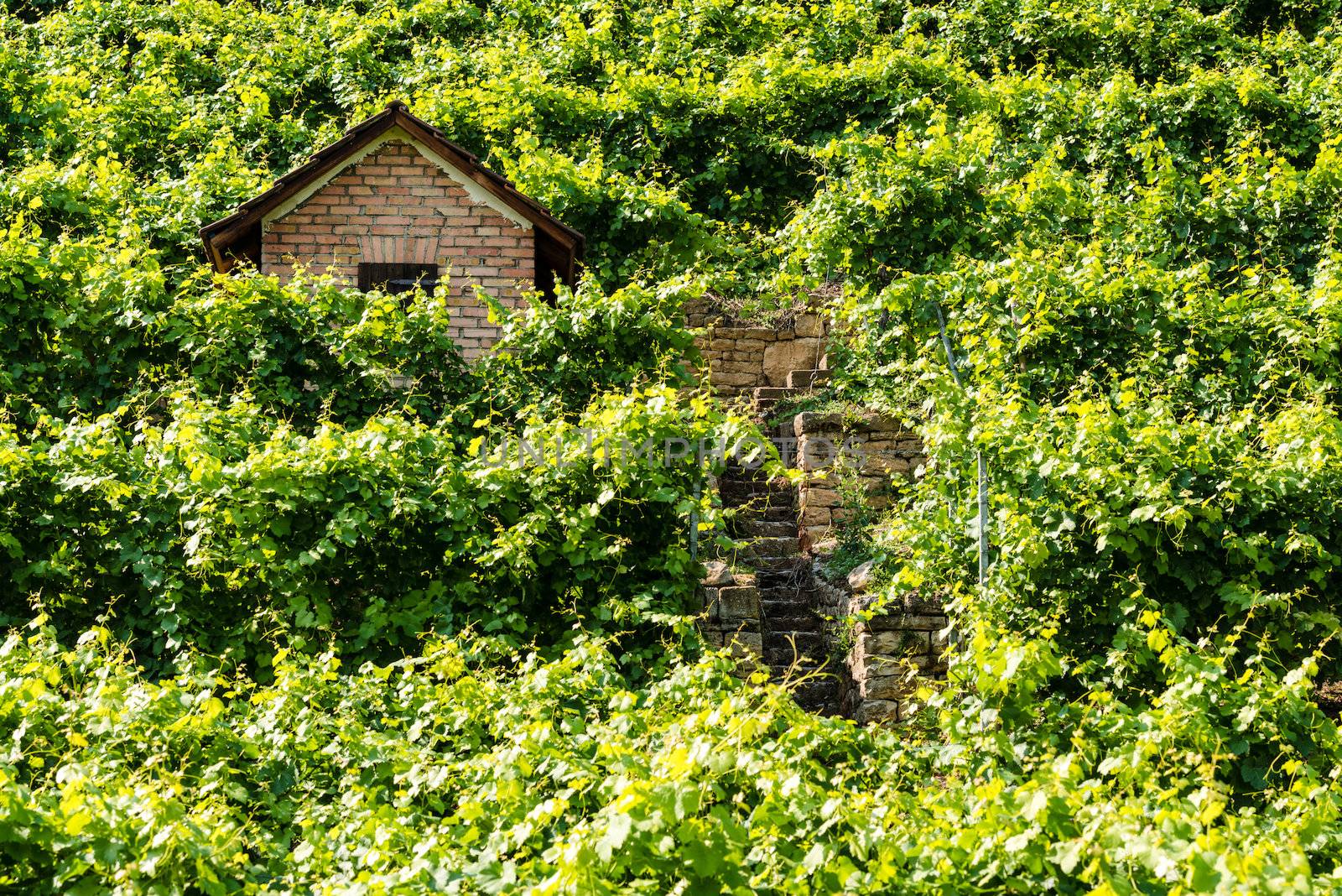 Hut in the steep vineyards of the Bad Cannstatt wine region in Stuttgart, Germany