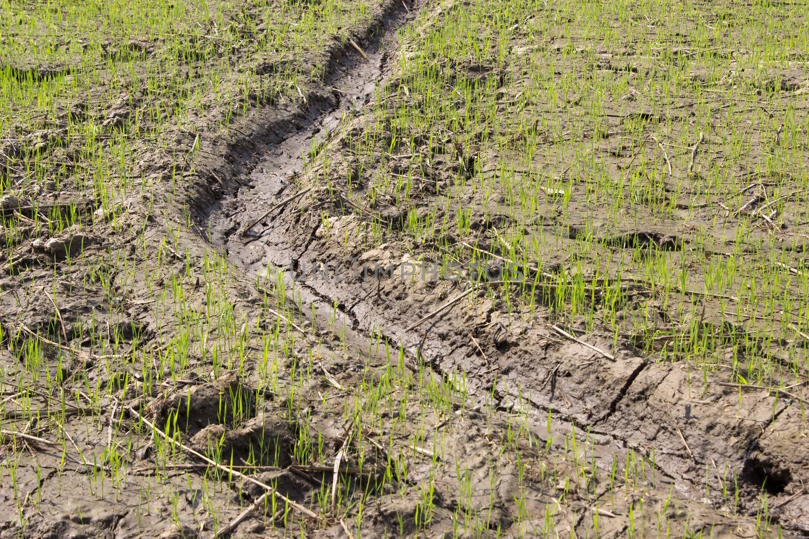 Rice paddy growth,Seedlings growing in a rice paddy.