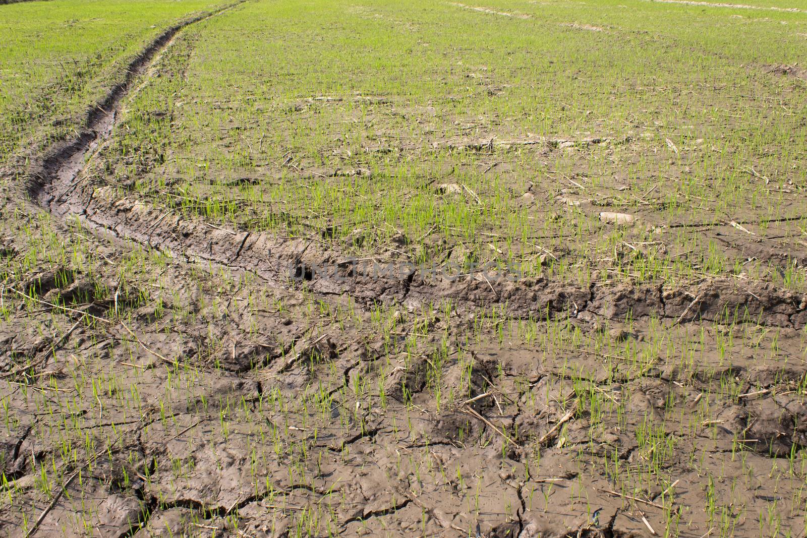 Rice paddy growth,Seedlings growing in a rice paddy.