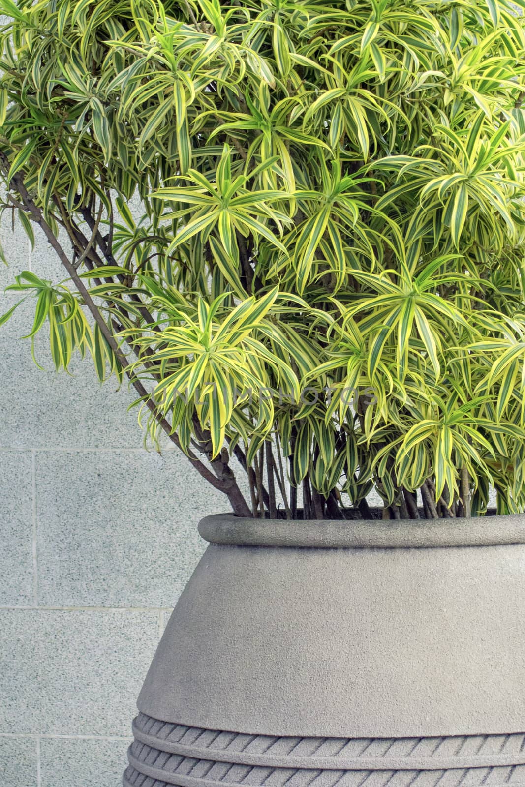 fresh green plant in big flowerpot with grey city wall background