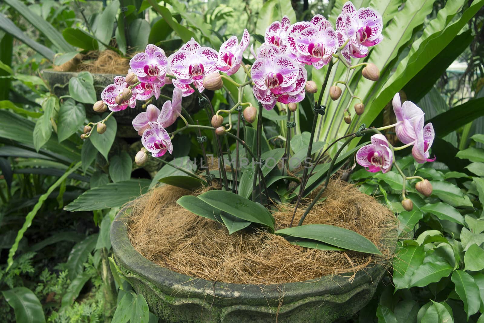 blossom orchid flowers in well arranged pot in Singapore Botanical Garden