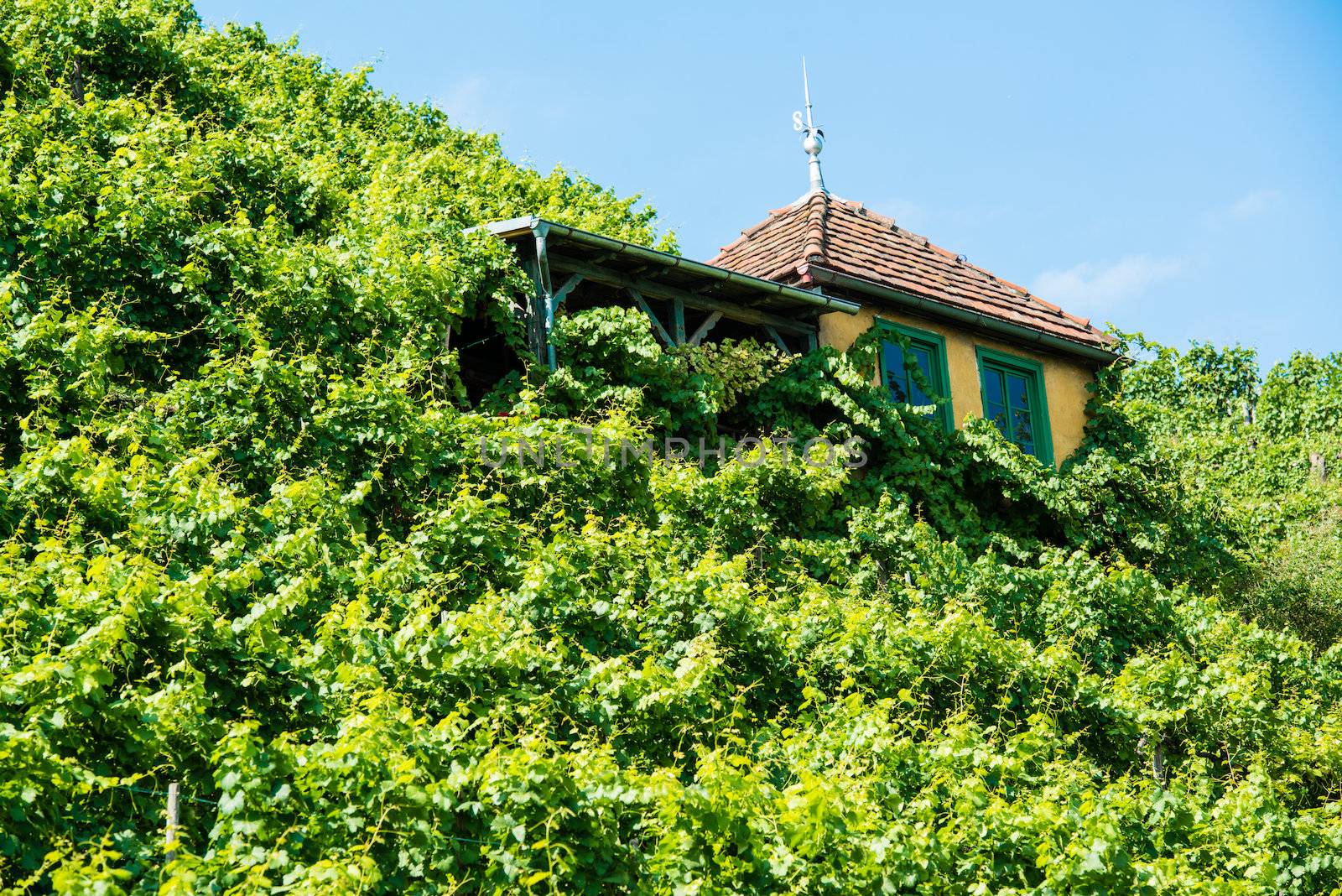 Beautiful hut in the steep vineyards of the Bad Cannstatt wine region in Stuttgart, Germany