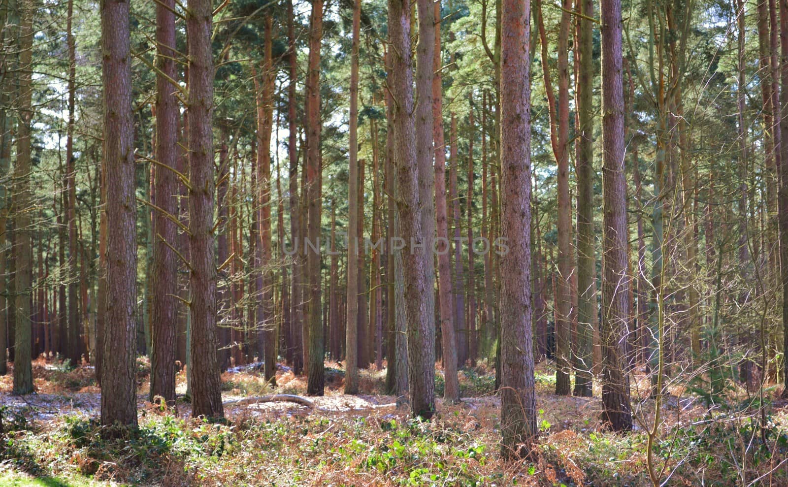 A Pine forest in Suffolk, England.