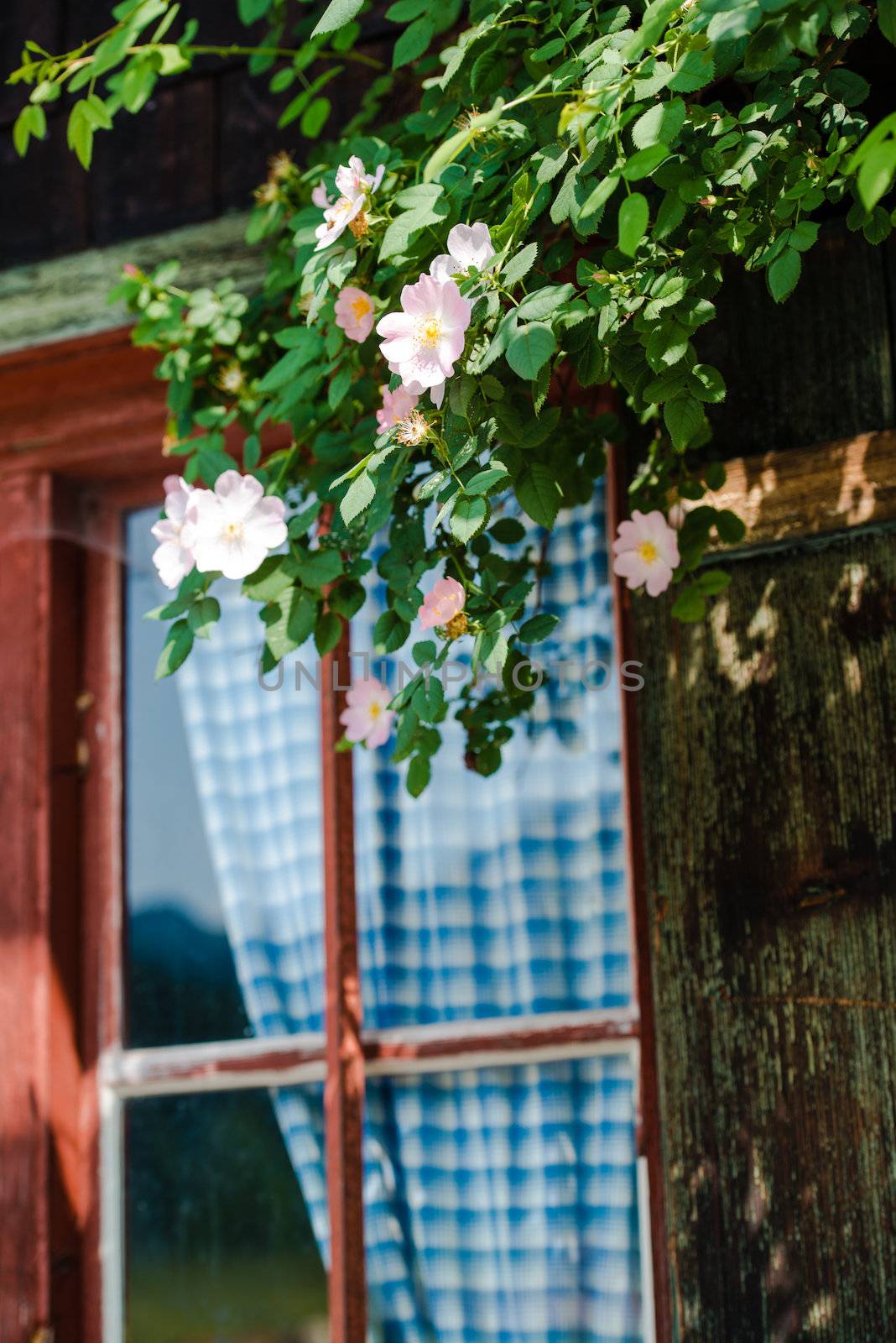 Idyllic Bavarian alpine cottage - window with curtains and wild roses