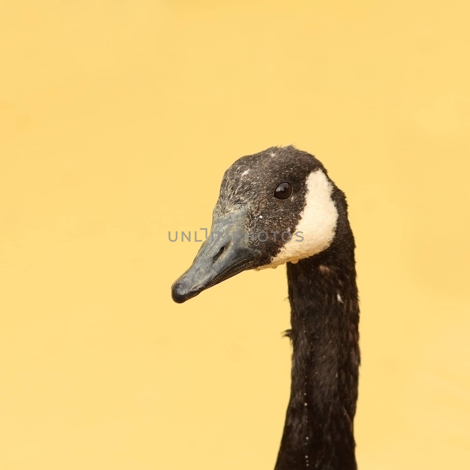 portrait of an angry goose over blurred background