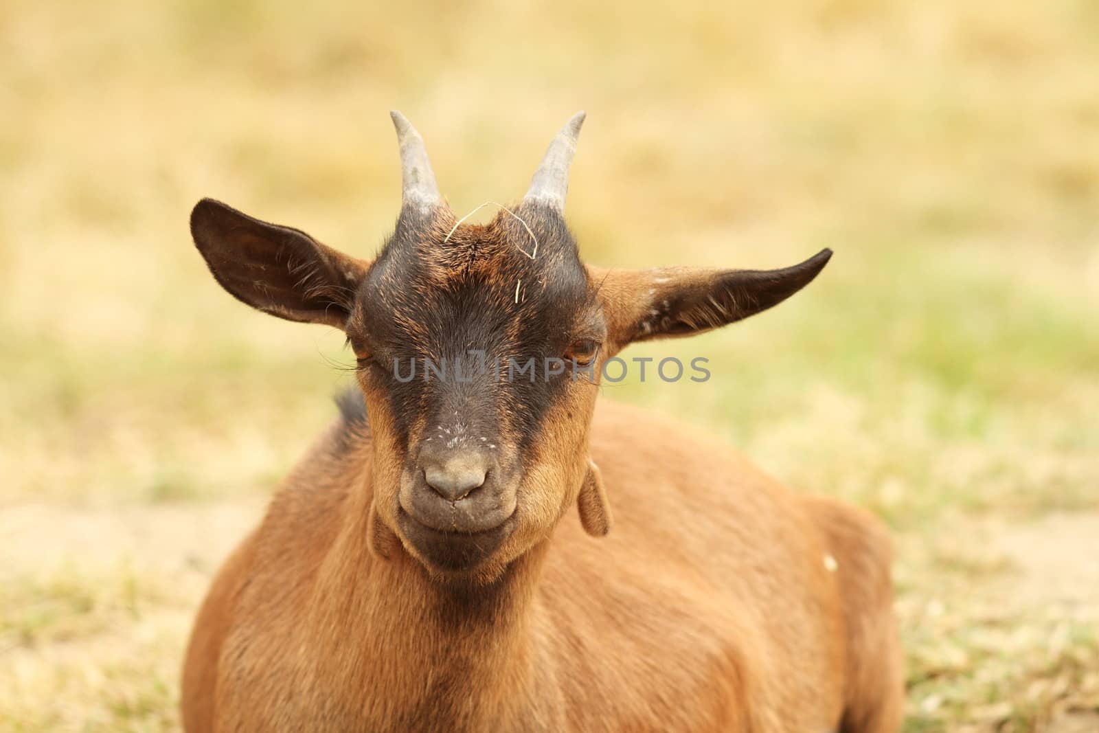 closeup of a brown goat laying relaxed in the farm yard